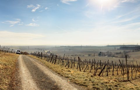 Start_Weingut-Gilg_Weinviertel_Hagenbrunn_Austria_5