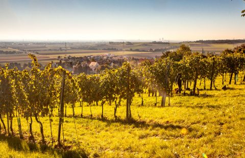 Weingut_Gilg_Hagenbrunn_Weinviertel_Weingarten