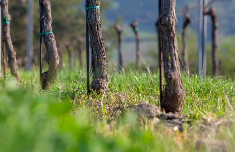 Team_Personal_Weingut-Gilg_Hagenbrunn_Weinviertel_CR_Alexander_Seidl_2018_1374