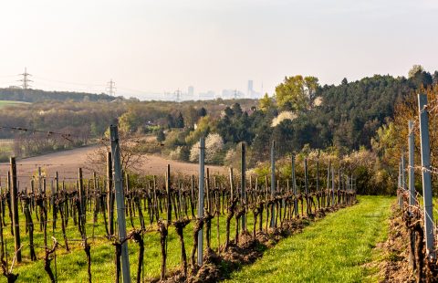 Das Weingut Gilg mit Blick auf Wien