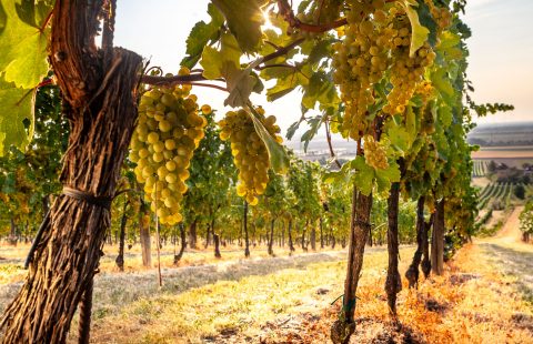 Weingut_Gilg_Hagenbrunn_Weinviertel_Weingarten4