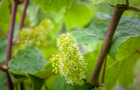 Bluete_Weingut-Gilg_Hagenbrunn_Weinviertel_CR_GILG_2018_4642