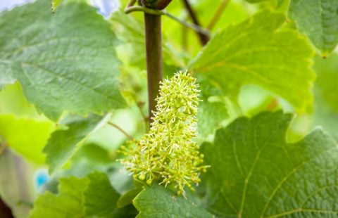 Bluete_Weingut-Gilg_Hagenbrunn_Weinviertel_CR_GILG_2018_4648