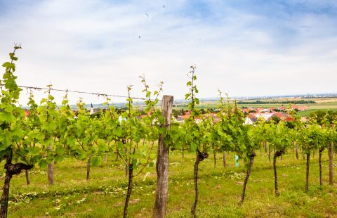 Bluete_Weingut-Gilg_Hagenbrunn_Weinviertel_CR_GILG_2018_4654