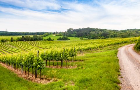 Bluete_Weingut-Gilg_Hagenbrunn_Weinviertel_CR_GILG_2018_4675