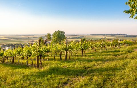 Bluete_Weingut-Gilg_Hagenbrunn_Weinviertel_CR_GILG_2018_4773