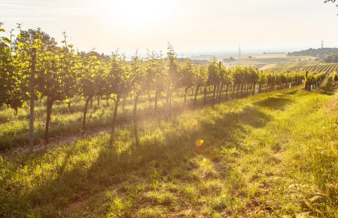 Bluete_Weingut-Gilg_Hagenbrunn_Weinviertel_CR_GILG_2018_4793