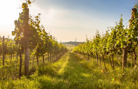 Bluete_Weingut-Gilg_Hagenbrunn_Weinviertel_CR_GILG_2018_4807