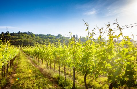 Bluete_Weingut-Gilg_Hagenbrunn_Weinviertel_CR_GILG_2018_4843