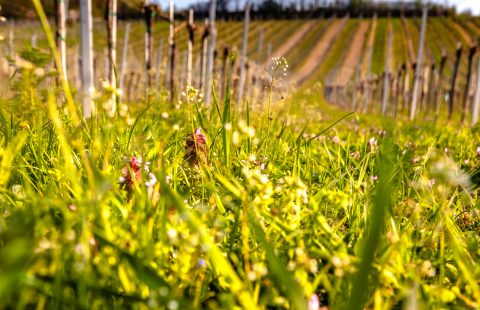 Weingarten_Weingut-Gilg_Hagenbrunn_Weinviertel_CR_GILG_2018_2331