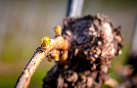 Weingarten_Weingut-Gilg_Hagenbrunn_Weinviertel_CR_GILG_2018_2341