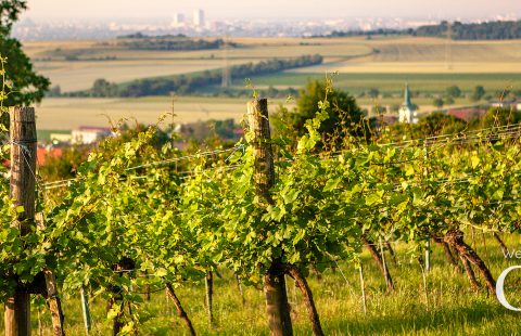 Weingut_Buschenschank_Gilg_Hagenbrunn_Weinviertel_Titelbild-Facebook-Profil_V1