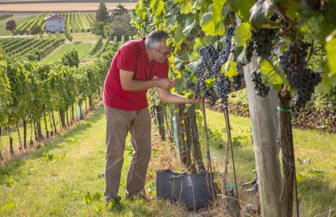 Weinlese_Hand_Saft_Weingut-Gilg_Hagenbrunn_Weinviertel_CR_GILG_2018_4815