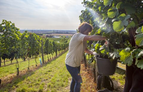 Weinlese_Hand_Saft_Weingut-Gilg_Hagenbrunn_Weinviertel_CR_GILG_2018_4826