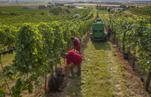 Weinlese_Hand_Saft_Weingut-Gilg_Hagenbrunn_Weinviertel_CR_GILG_2018_4830