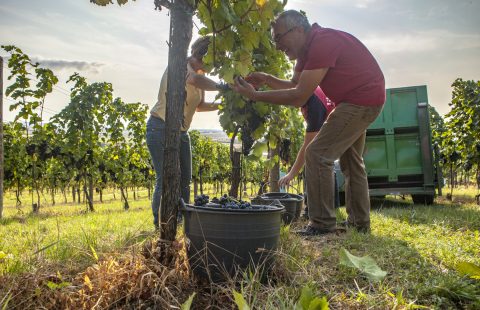 Weinlese_Hand_Saft_Weingut-Gilg_Hagenbrunn_Weinviertel_CR_GILG_2018_4832