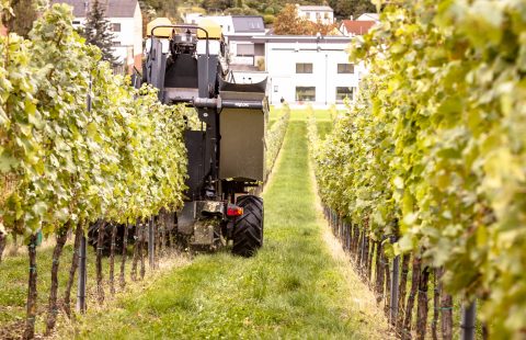 Weinlese_Weingut-Gilg_Hagenbrunn_Weinviertel_CR_GILG_2018_6475