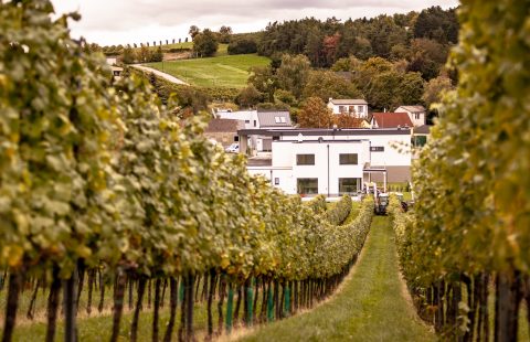 Weinlese_Weingut-Gilg_Hagenbrunn_Weinviertel_CR_GILG_2018_6497