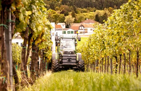 Weinlese_Weingut-Gilg_Hagenbrunn_Weinviertel_CR_GILG_2018_6516