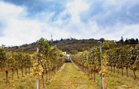 Weinlese_Weingut-Gilg_Hagenbrunn_Weinviertel_CR_GILG_2018_6526