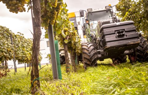 Weinlese_Weingut-Gilg_Hagenbrunn_Weinviertel_CR_GILG_2018_6560