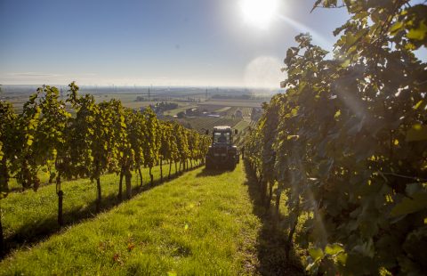 Weinlese_Weingut-Gilg_Hagenbrunn_Weinviertel_CR_GILG_2018_6600