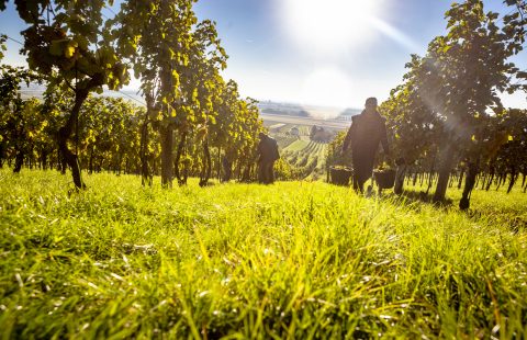 Weinlese_Weingut-Gilg_Hagenbrunn_Weinviertel_CR_GILG_2018_6604