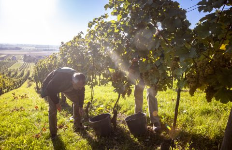 Weinlese_Weingut-Gilg_Hagenbrunn_Weinviertel_CR_GILG_2018_6617