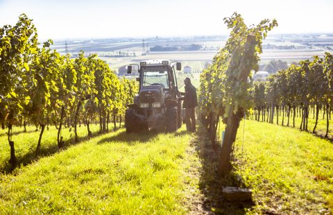 Weinlese_Weingut-Gilg_Hagenbrunn_Weinviertel_CR_GILG_2018_6631