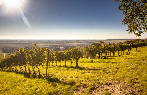 Weinlese_Weingut-Gilg_Hagenbrunn_Weinviertel_CR_GILG_2018_6655