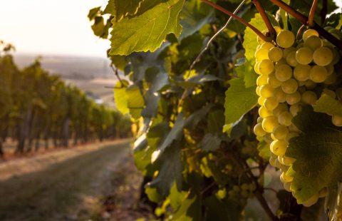 im_Weingarten_Weingut-Gilg_Hagenbrunn_Weinviertel_CR_GILG_2018_3615