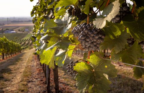 im_Weingarten_Weingut-Gilg_Hagenbrunn_Weinviertel_CR_GILG_2018_3631