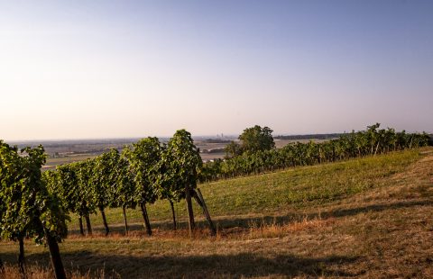 im_Weingarten_Weingut-Gilg_Hagenbrunn_Weinviertel_CR_GILG_2018_3637