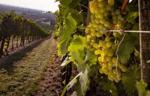 im_Weingarten_Weingut-Gilg_Hagenbrunn_Weinviertel_CR_GILG_2018_3642