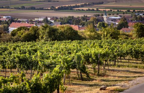 im_Weingarten_Weingut-Gilg_Hagenbrunn_Weinviertel_CR_GILG_2018_3670