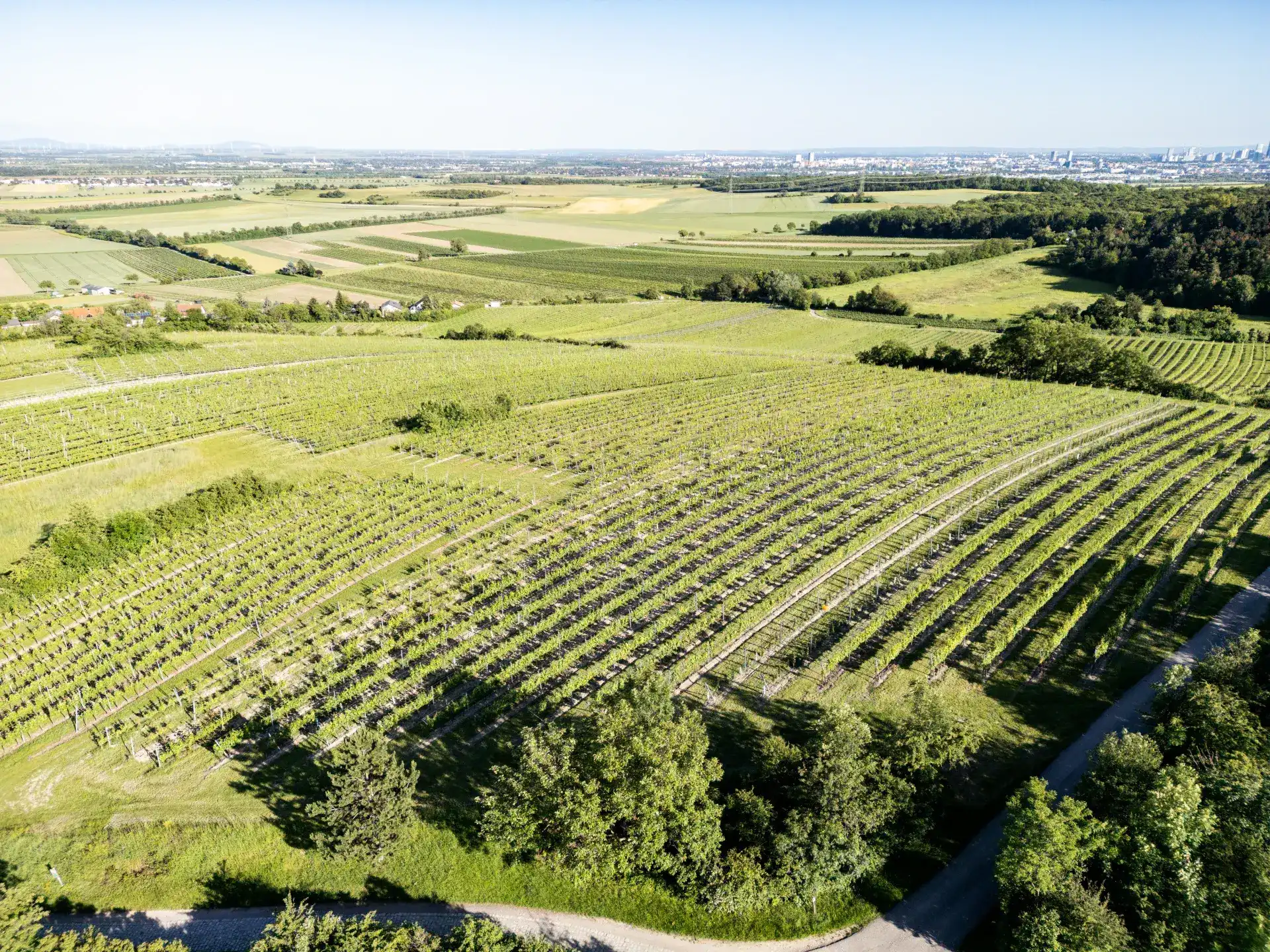 Drohnenaufnahme der Weinberge des Weinguts GILG bei Hagenbrunn mit Fernblick auf Wien