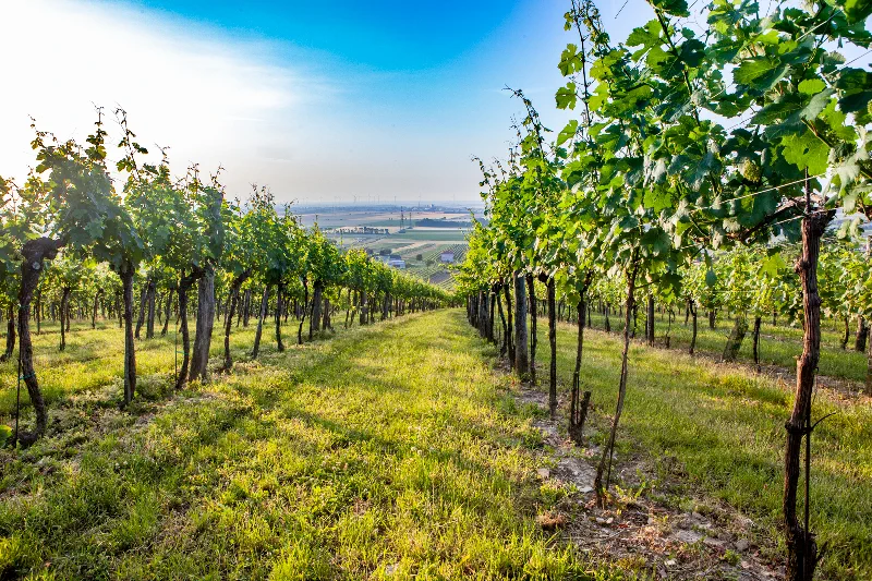 An einem sonnigen Tag im Weinviertel erstrecken sich die Reihen der Weinreben bis in die Ferne. Zwischen den Reben wachsen saftig grüne Blätter und Gras. Der Himmel ist blau mit ein paar Wolken, und im Hintergrund sind Felder zu sehen.